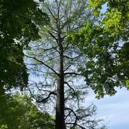 Foto von Sumpfzypresse (Taxodium distichum)