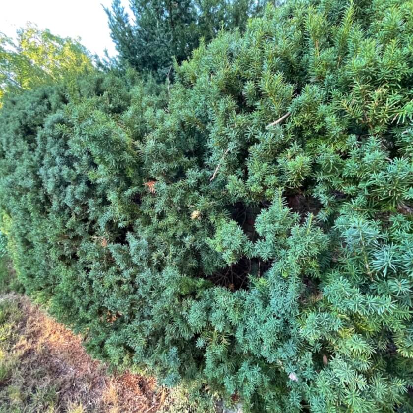Europäische Eibe / Taxus baccata