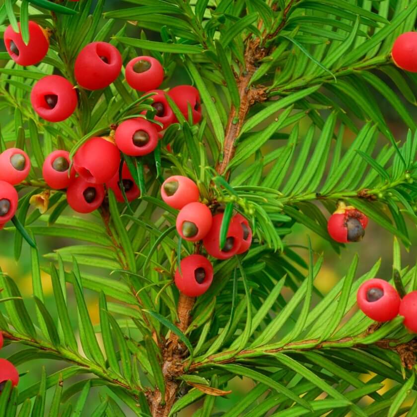 Europäische Eibe / Taxus baccata