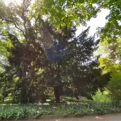 Foto von Europäische Eibe (Taxus baccata)