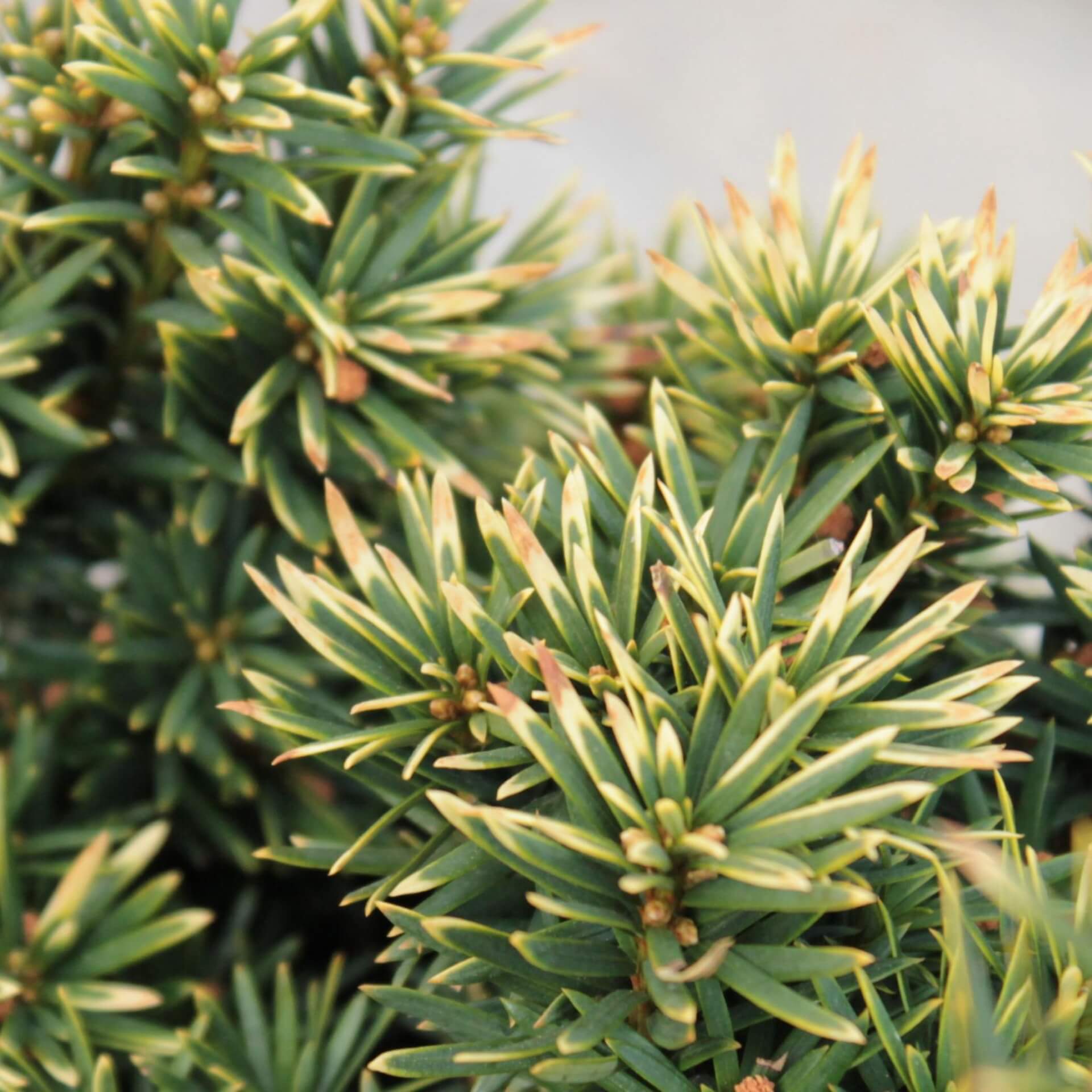 Gelbe Säuleneibe 'Fastigiata Aureomarginata' (Taxus baccata 'Fastigiata Aureomarginata')