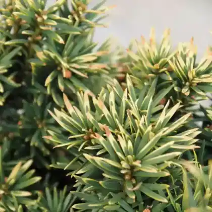 Foto von Gelbe Säuleneibe 'Fastigiata Aureomarginata' (Taxus baccata 'Fastigiata Aureomarginata')