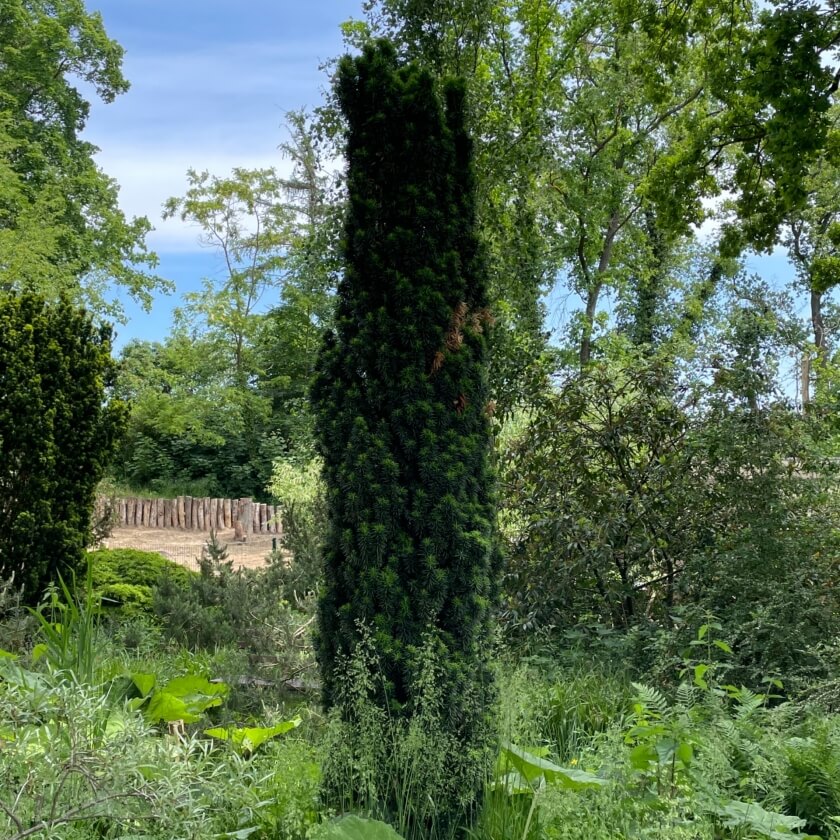 Schmale Säuleneibe 'Fastigiata Robusta' / Taxus baccata 'Fastigiata