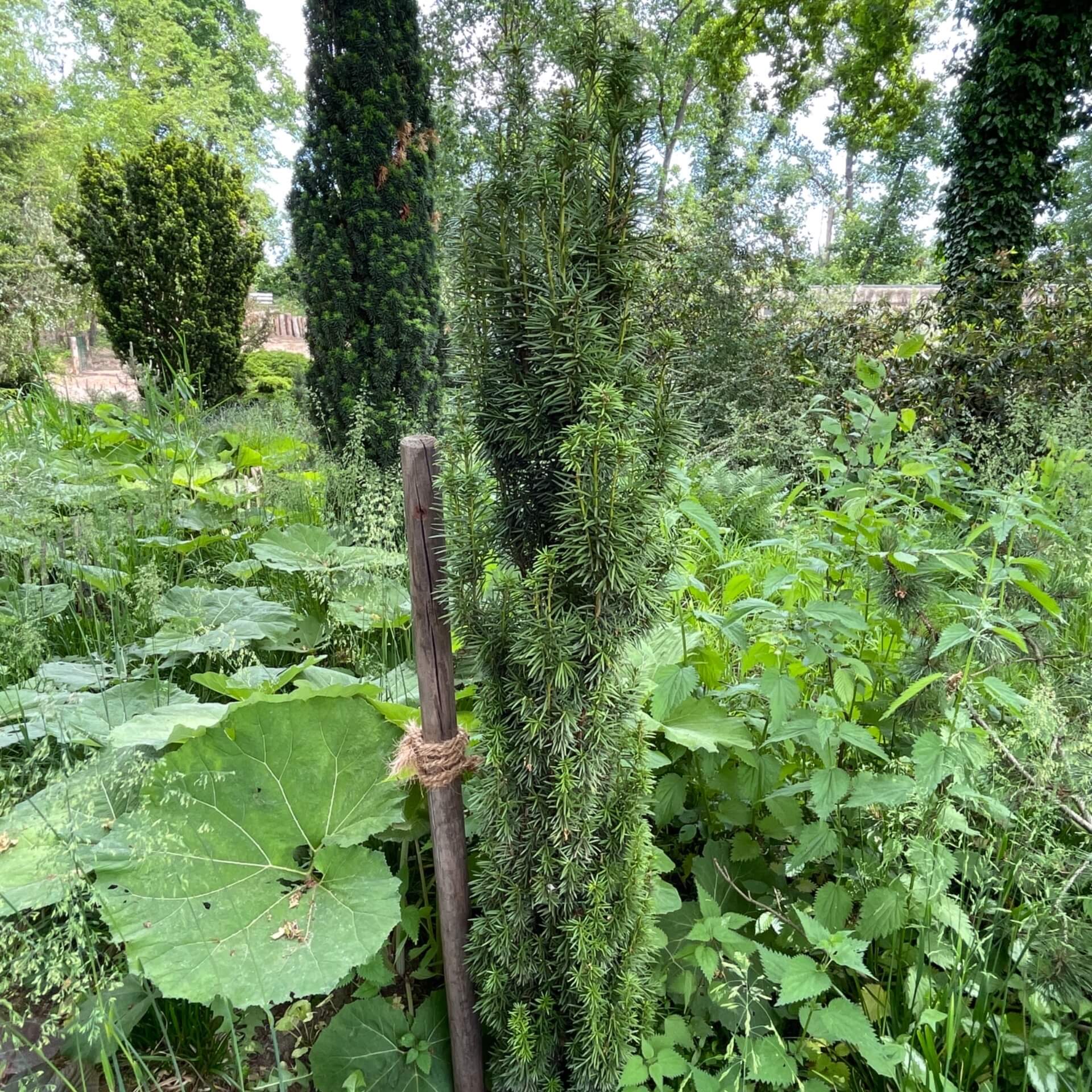 Schmale Säuleneibe 'Fastigiata Robusta' (Taxus baccata 'Fastigiata Robusta')