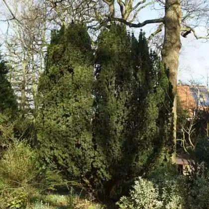 Foto von Säuleneibe 'Fastigiata' (Taxus baccata 'Fastigiata')