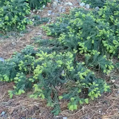 Foto von Tafeleibe (Taxus baccata 'Repandens')