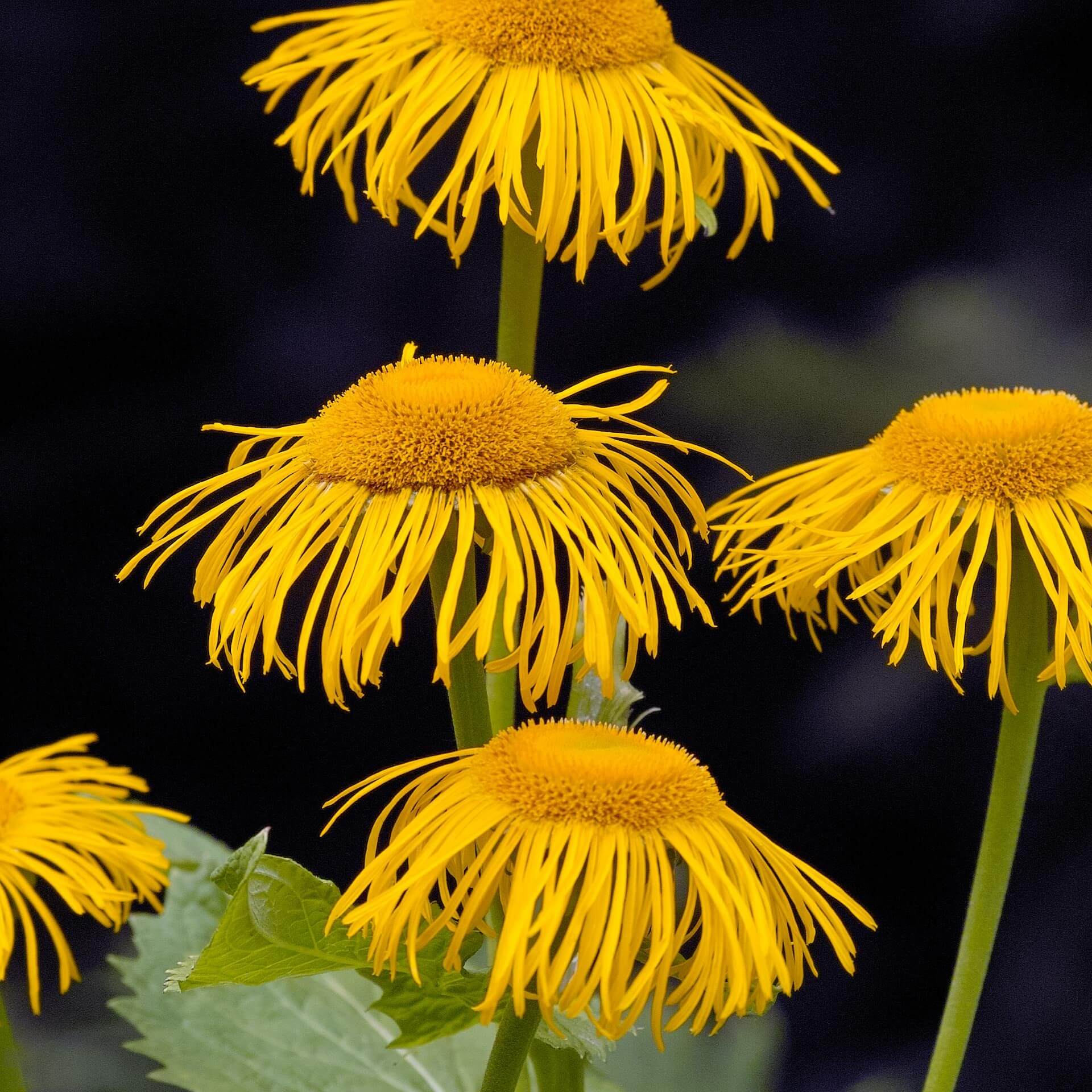 Große Telekie (Telekia speciosa)