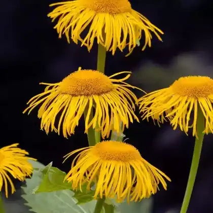 Foto von Große Telekie (Telekia speciosa)