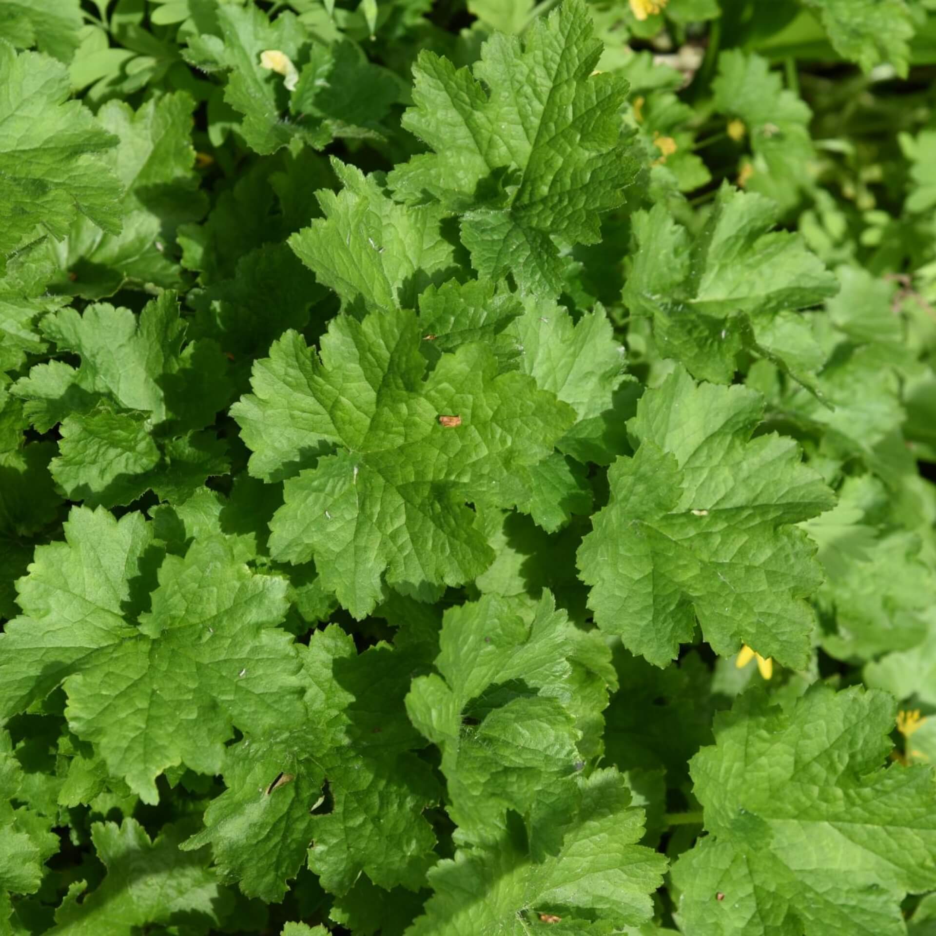 Falsche Alraunenwurzel (Tellima grandiflora)