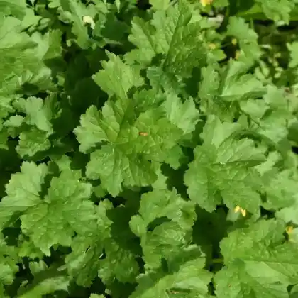 Foto von Falsche Alraunenwurzel (Tellima grandiflora)