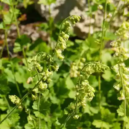 Foto von Falsche Alraunenwurzel 'Purpurteppich' (Tellima grandiflora 'Purpurteppich')