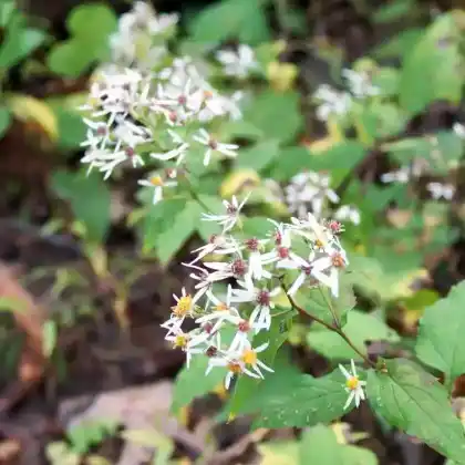 Foto von Weiße Wald-Aster (Eurybia divaricata)
