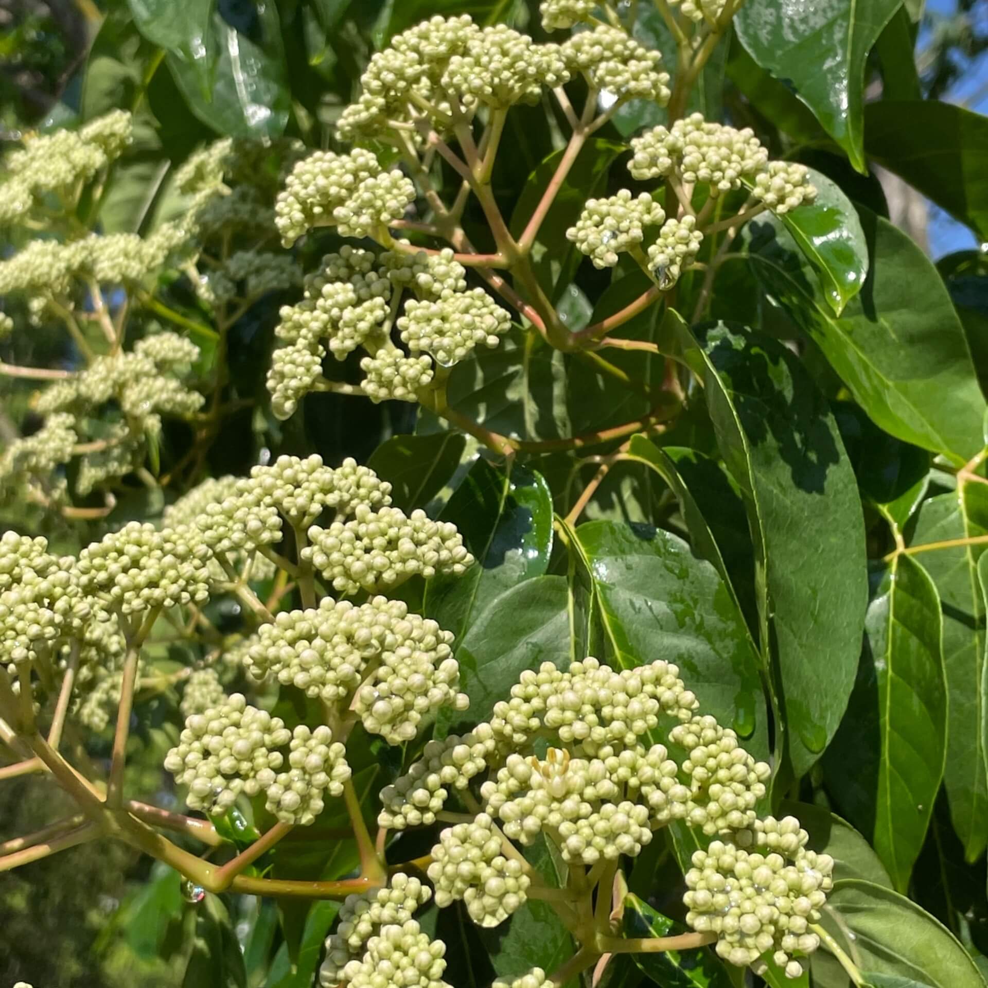 Samthaarige Stinkesche (Tetradium daniellii)