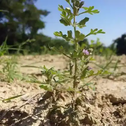 Foto von Trauben-Gamander (Teucrium botrys)