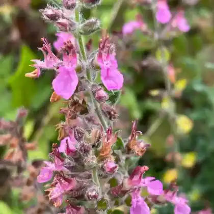 Foto von Edel-Gamander (Teucrium chamaedrys)