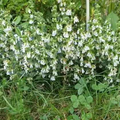 Foto von Echter Gamander 'Album' (Teucrium chamaedrys 'Album')