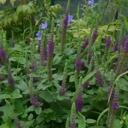 Foto von Kaukasus-Gamander (Teucrium hircanicum)