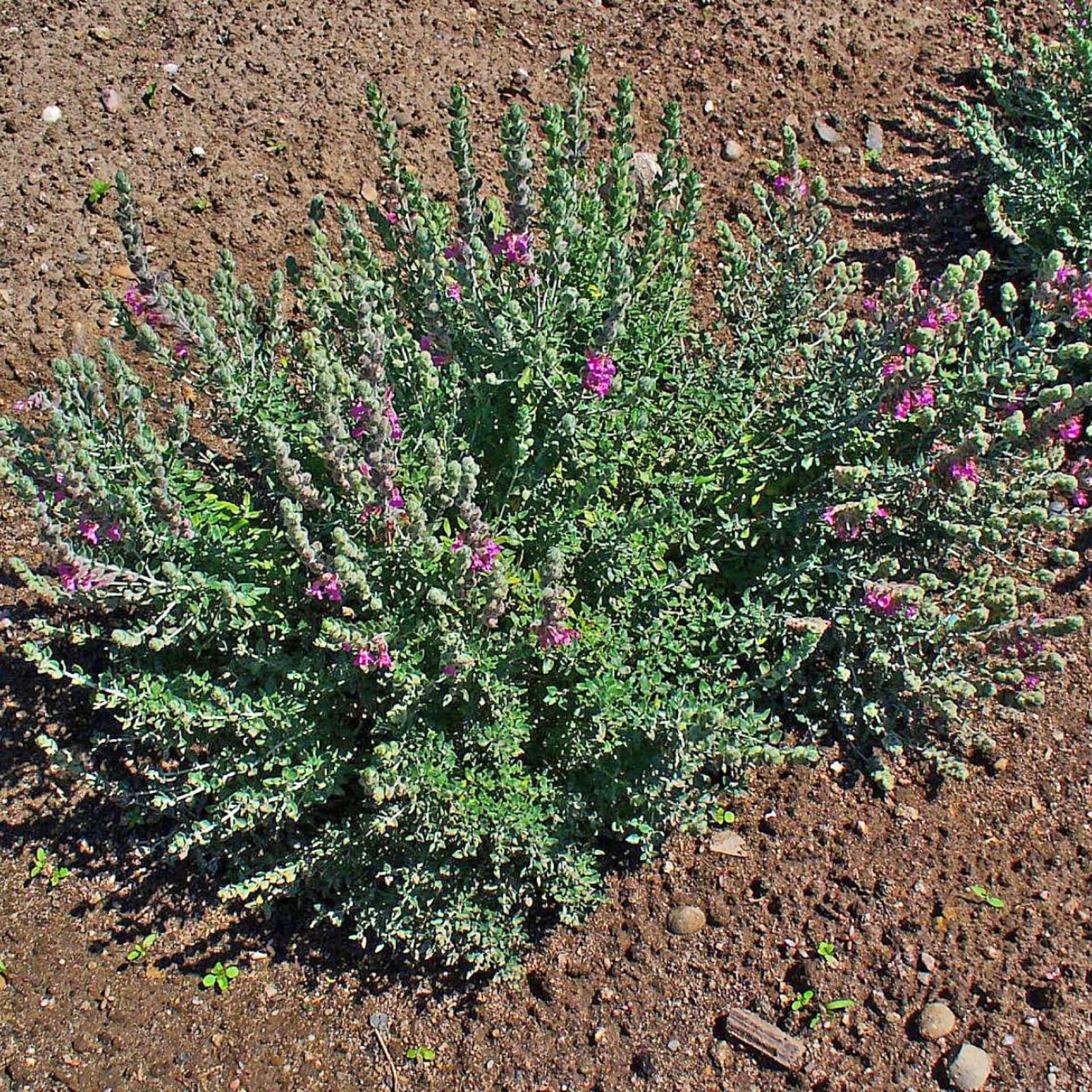 Katzen-Gamander (Teucrium marum)