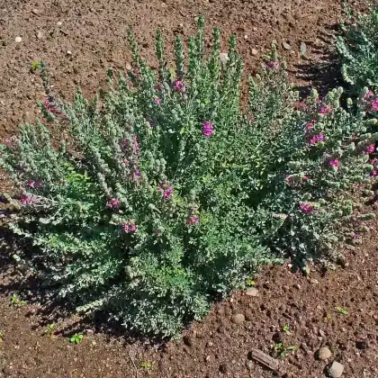Foto von Katzen-Gamander (Teucrium marum)