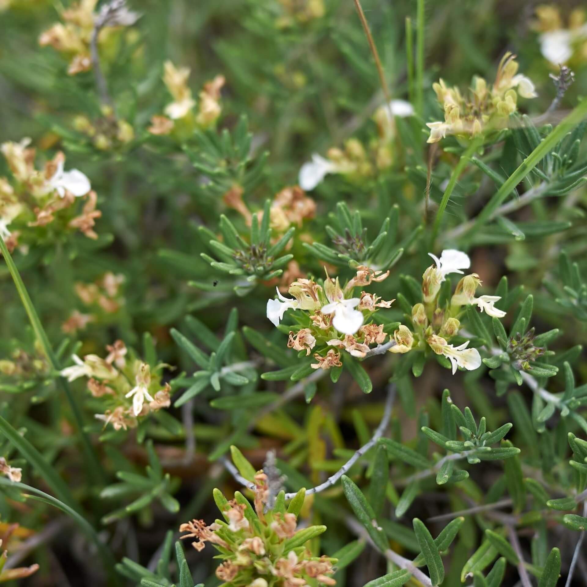 Berg-Gamander (Teucrium montanum)