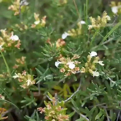 Foto von Berg-Gamander (Teucrium montanum)