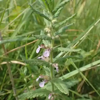 Foto von Knoblauch-Gamander (Teucrium scordium)