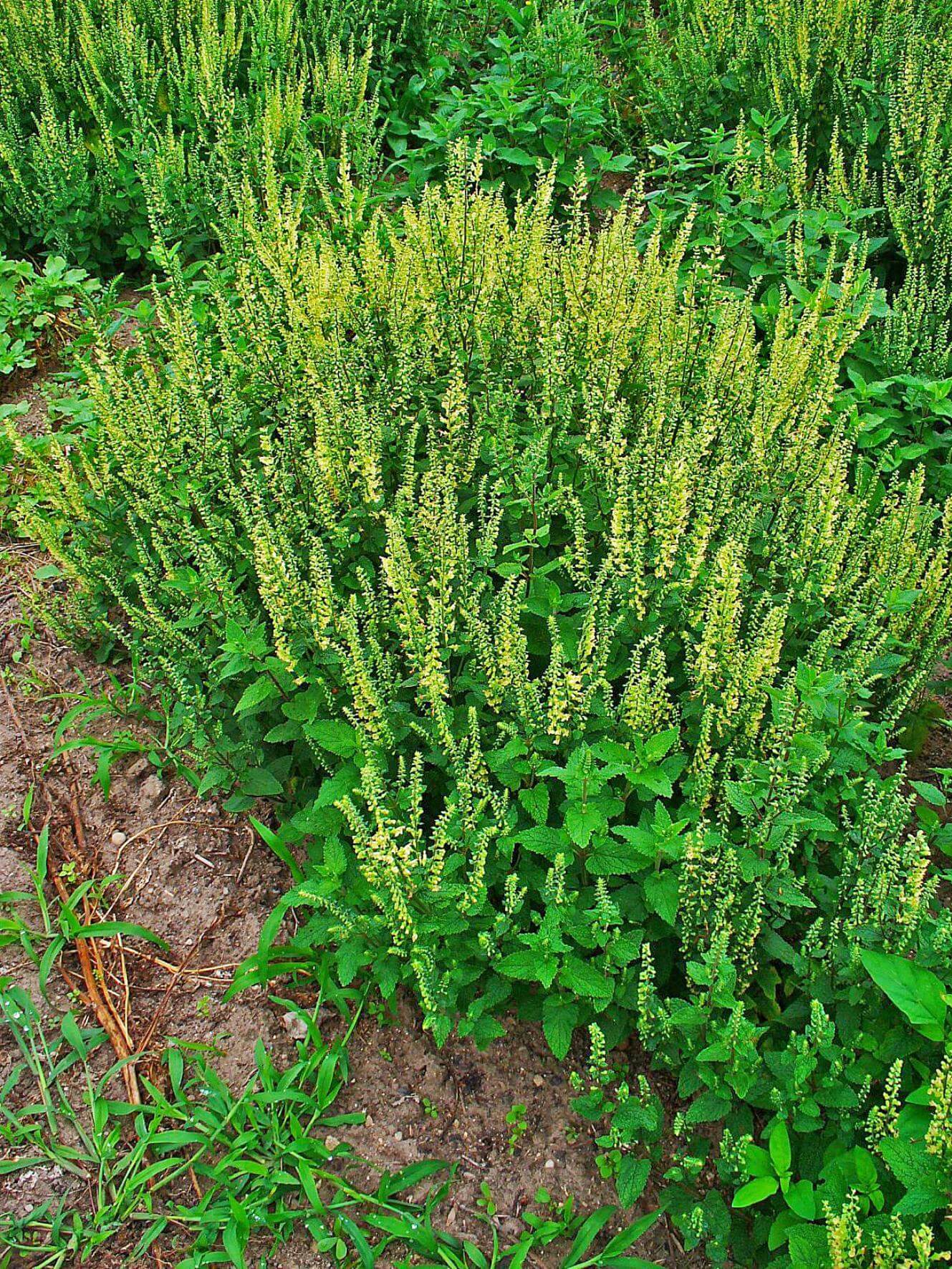 SalbeiGamander / Teucrium scorodonia