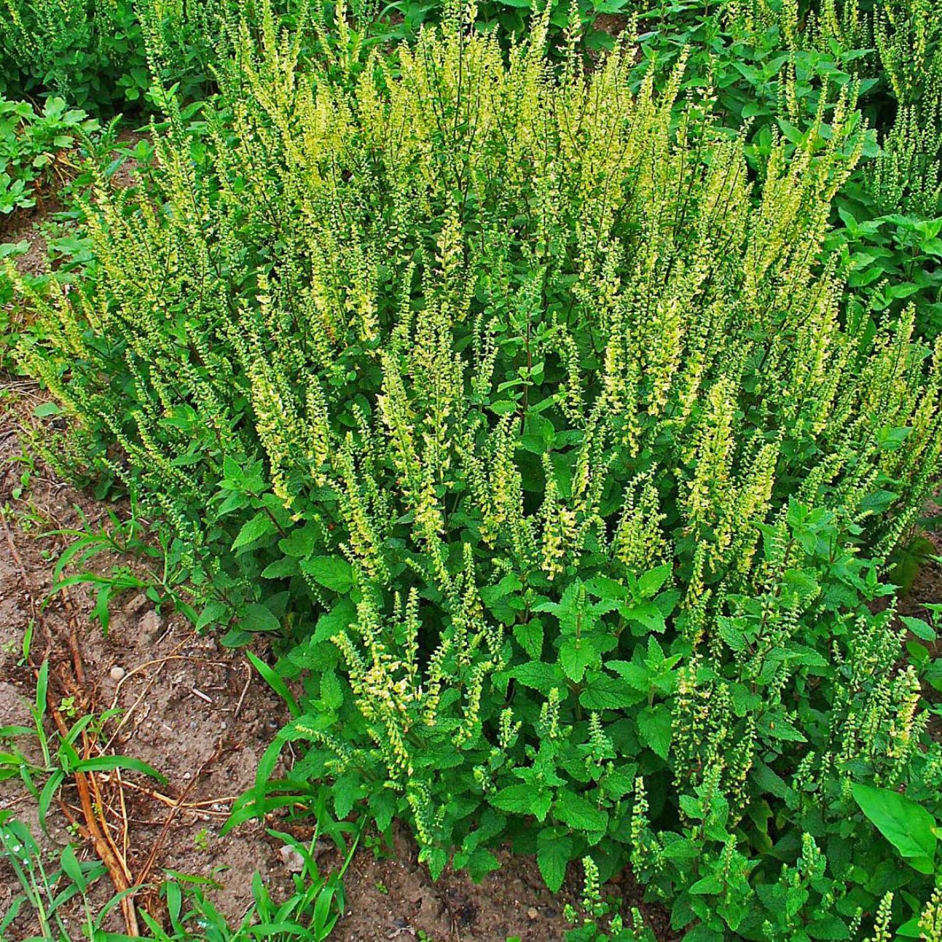 Salbei-Gamander (Teucrium scorodonia)