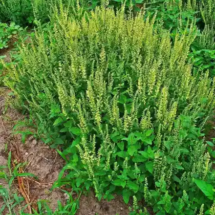 Foto von Salbei-Gamander (Teucrium scorodonia)