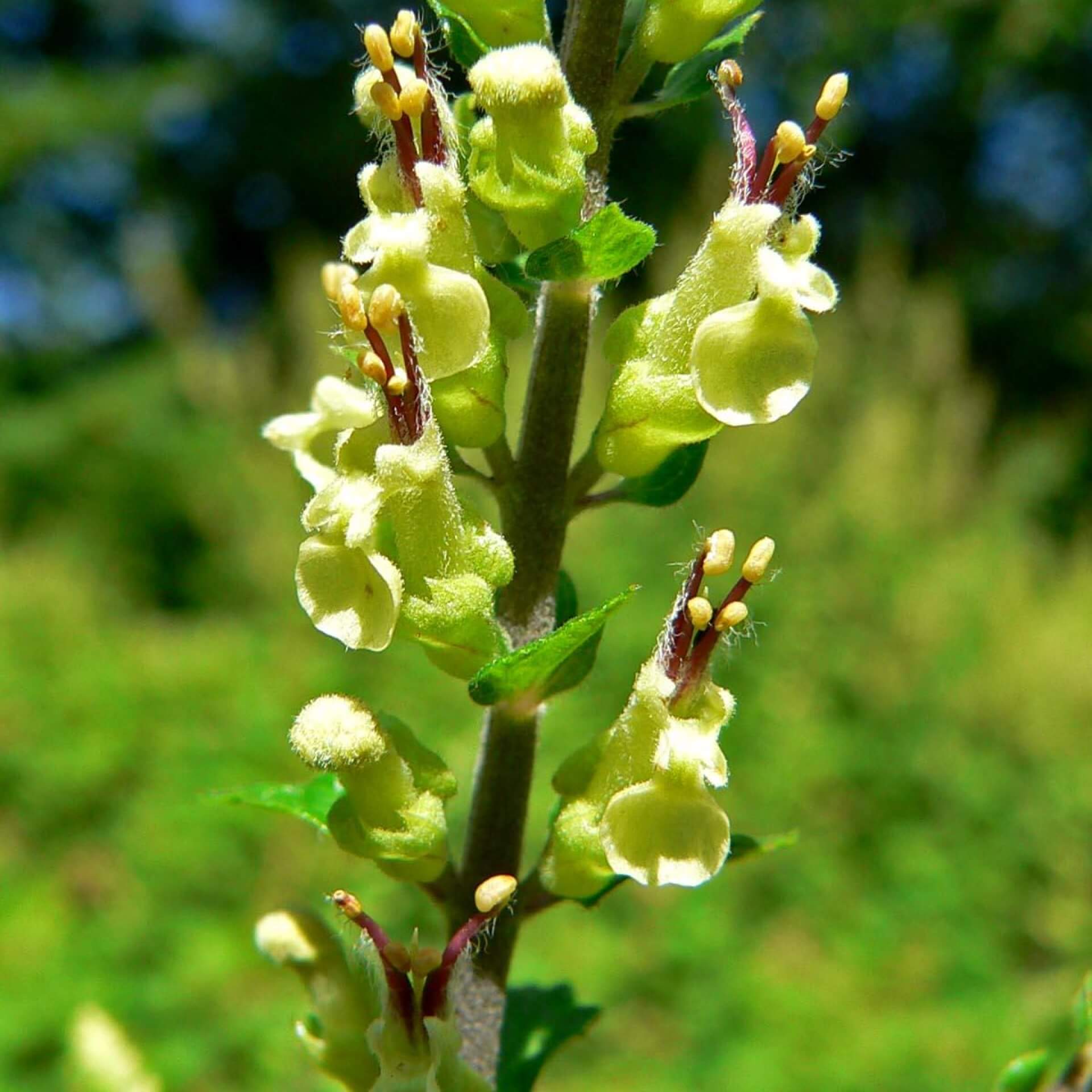 Salbei-Gamander 'Crispum' (Teucrium scorodonia 'Crispum')