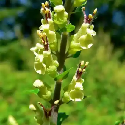 Foto von Salbei-Gamander 'Crispum' (Teucrium scorodonia 'Crispum')