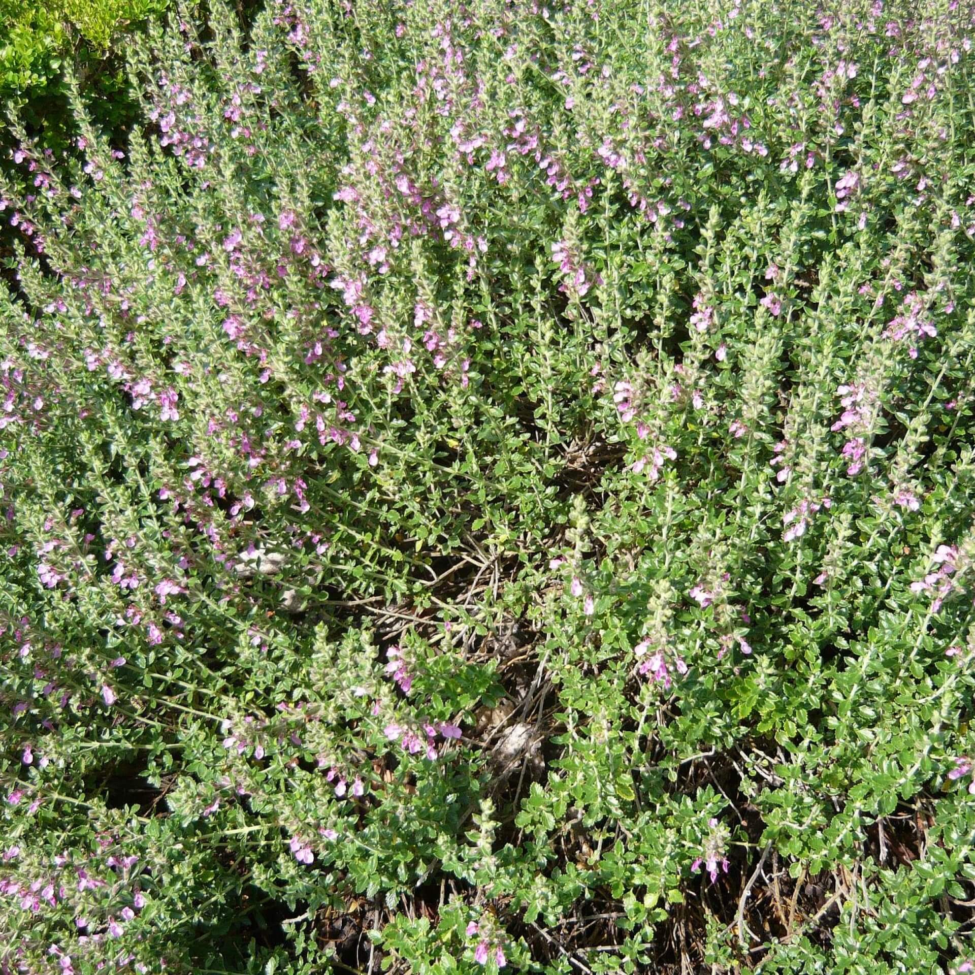 Wintergrüner Gamander (Teucrium x lucidrys)