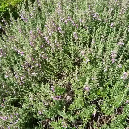 Foto von Wintergrüner Gamander (Teucrium x lucidrys)