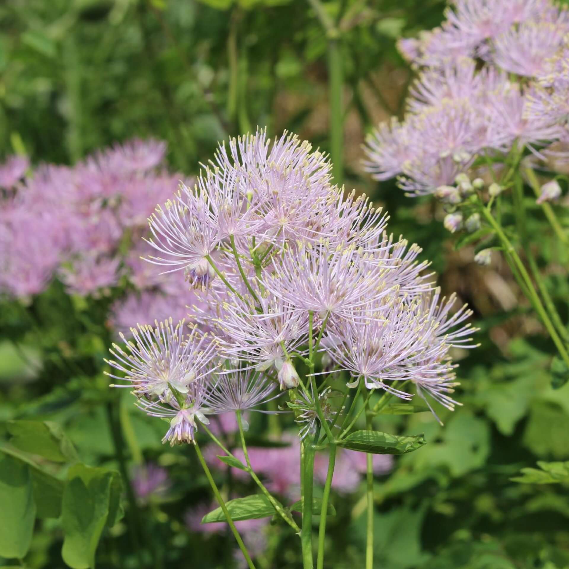 Akeleiblättrige Wiesenraute (Thalictrum aquilegifolium)