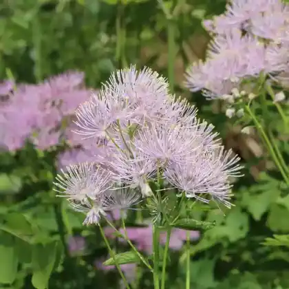 Foto von Akeleiblättrige Wiesenraute (Thalictrum aquilegifolium)