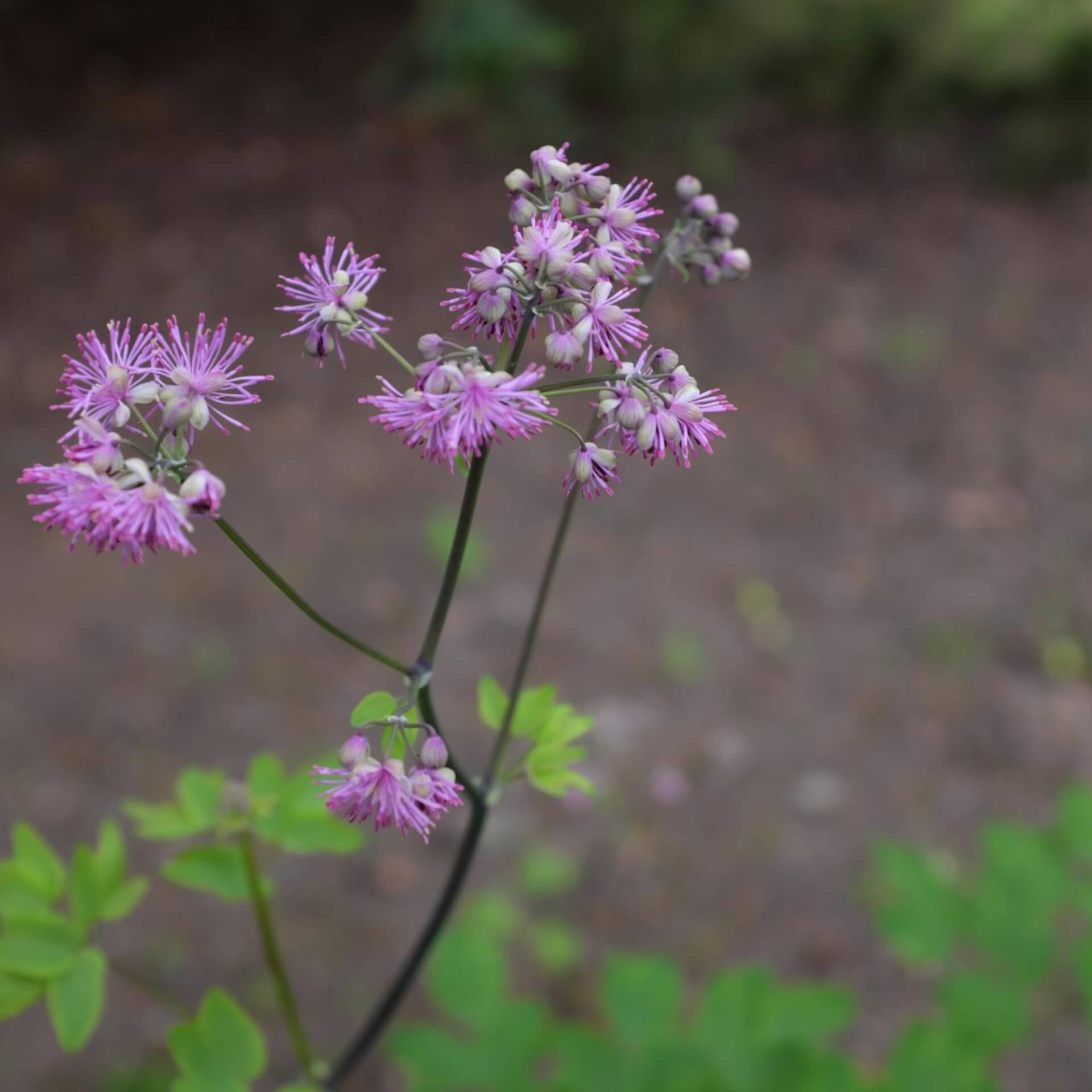 Akeleiblättrige Wiesenraute 'Black Stockings' (Thalictrum aquilegifolium 'Black Stockings')