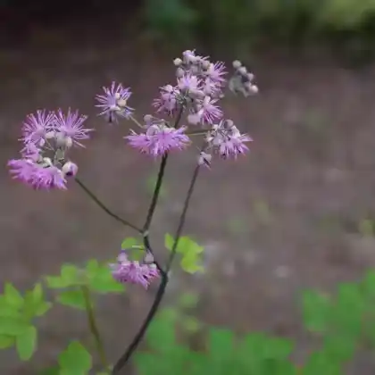 Foto von Akeleiblättrige Wiesenraute 'Black Stockings' (Thalictrum aquilegifolium 'Black Stockings')