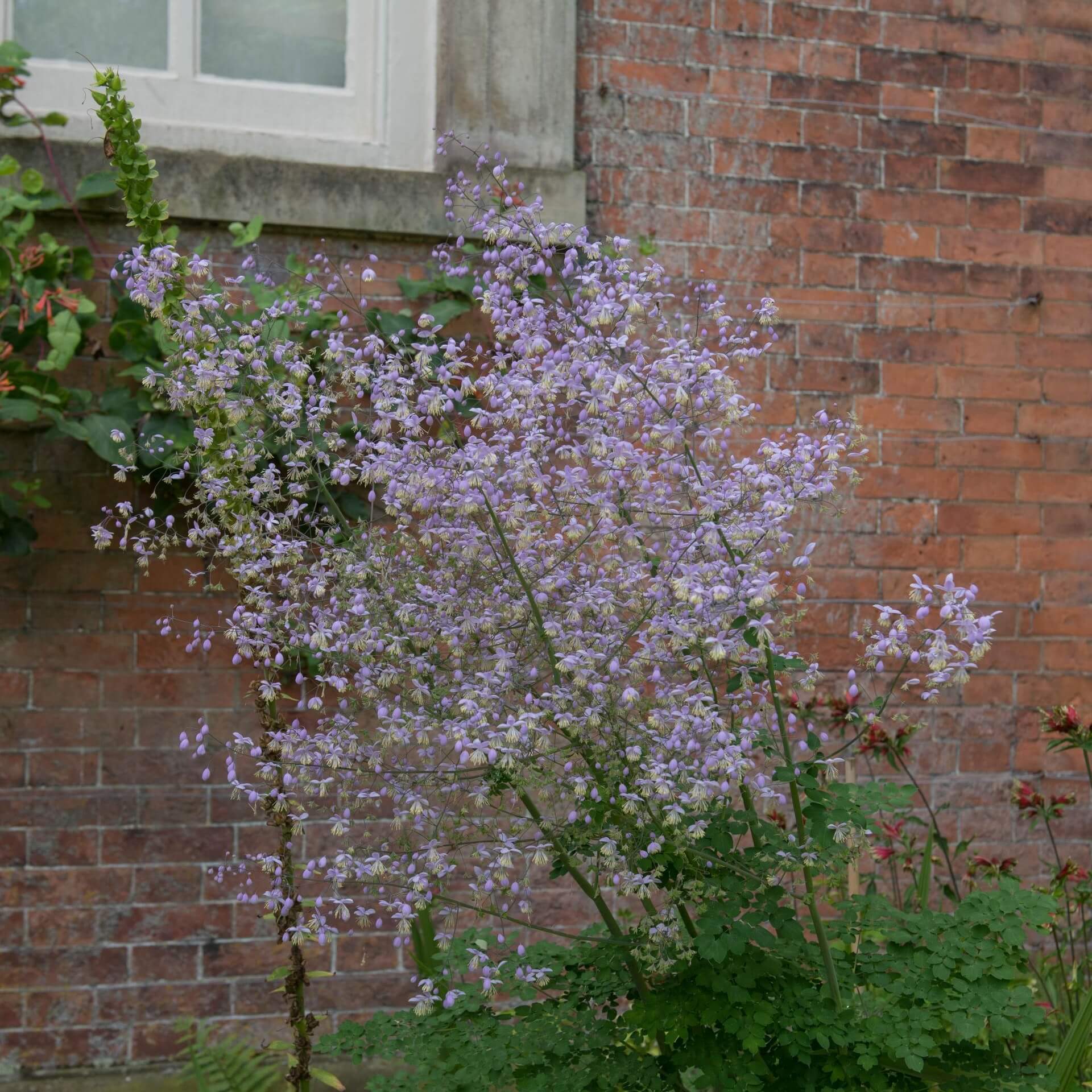 Chinesische Wiesenraute (Thalictrum delavayi)