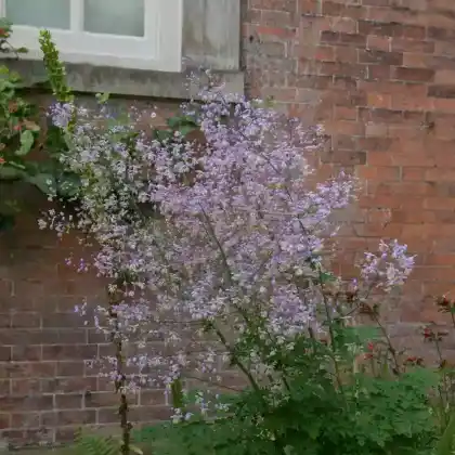 Foto von Chinesische Wiesenraute (Thalictrum delavayi)