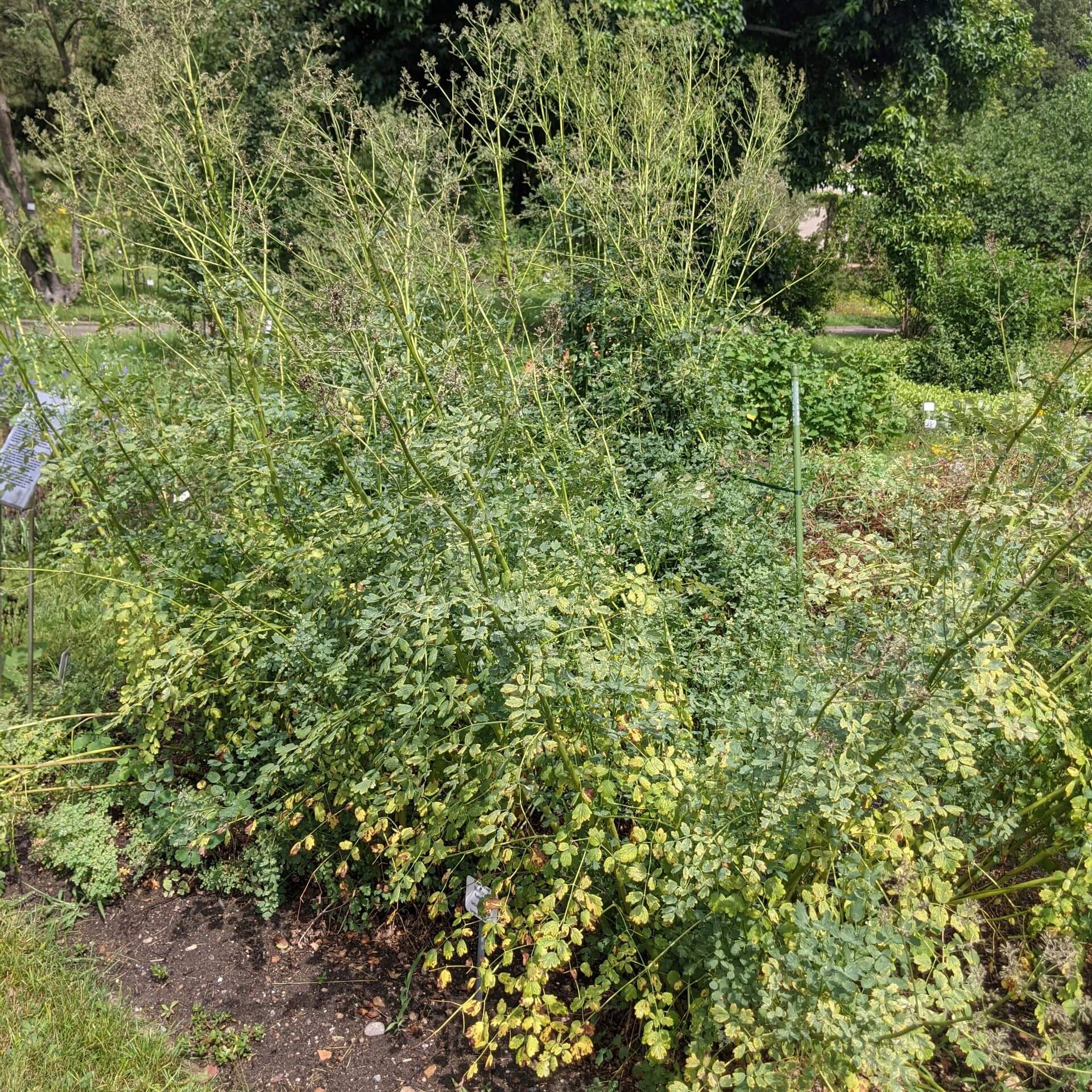 Gelbe Wiesenraute (Thalictrum flavum)
