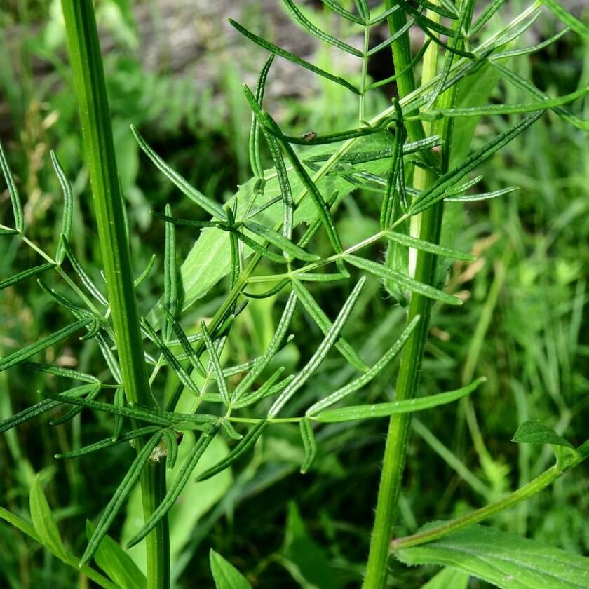 GlanzWiesenraute / Thalictrum lucidum