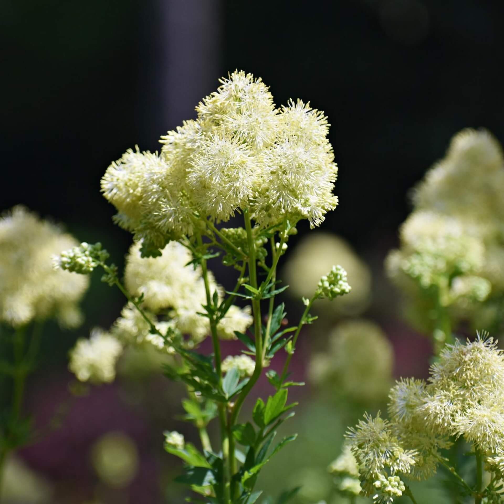 Glanz-Wiesenraute (Thalictrum lucidum)