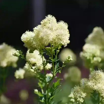 Foto von Glanz-Wiesenraute (Thalictrum lucidum)