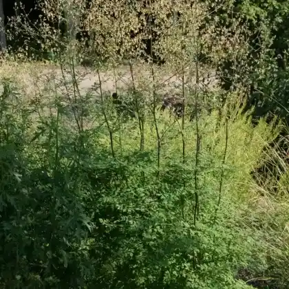 Foto von Kleine Wiesenraute (Thalictrum minus)