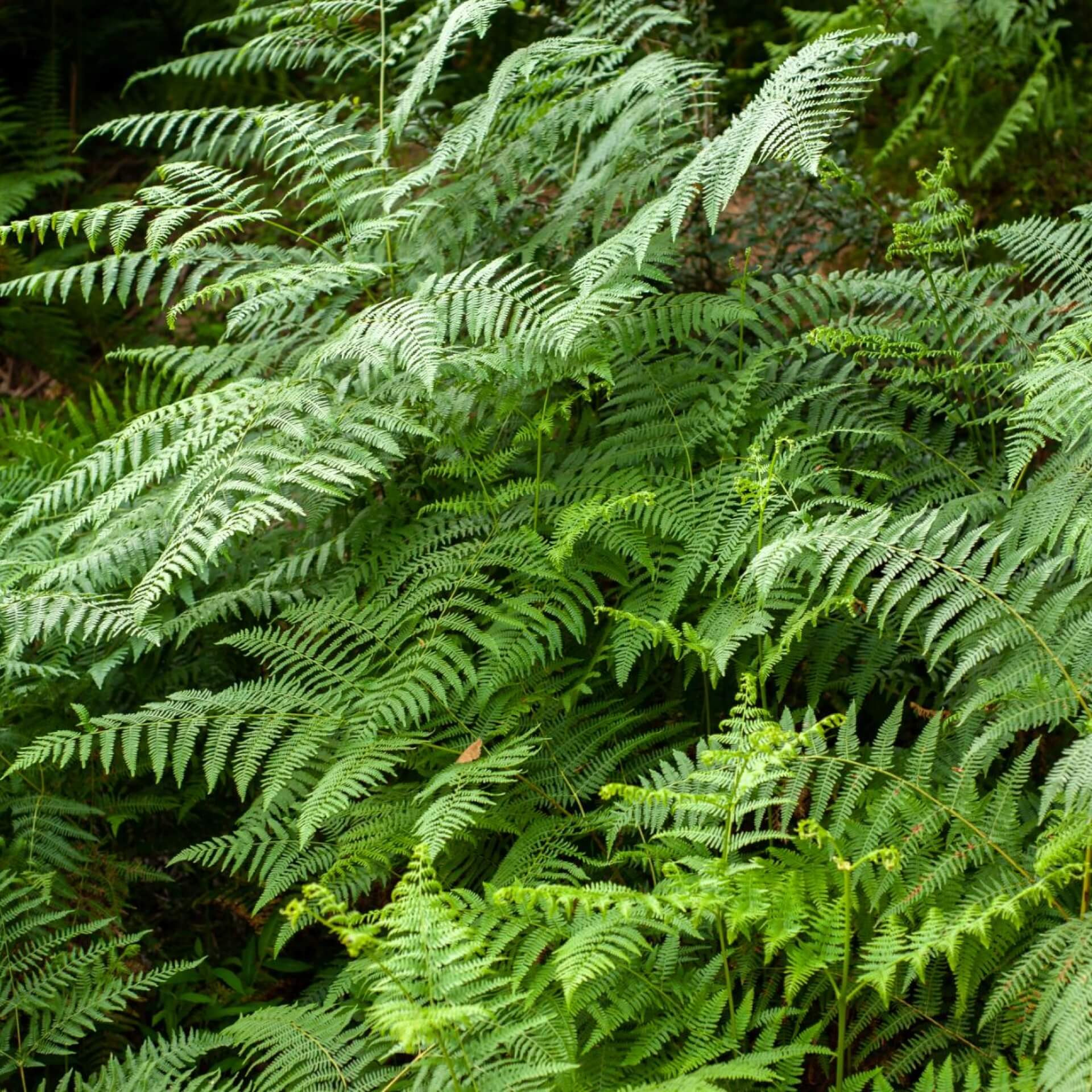 Sumpffarn (Thelypteris palustris)