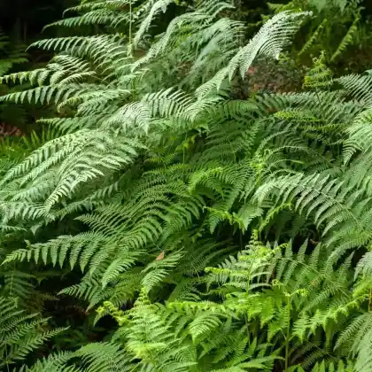 Foto von Sumpffarn (Thelypteris palustris)