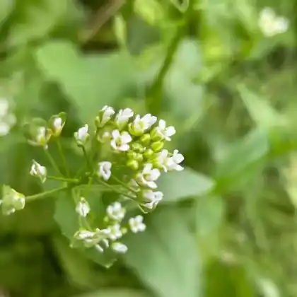 Foto von Acker-Hellerkraut (Thlaspi arvense)
