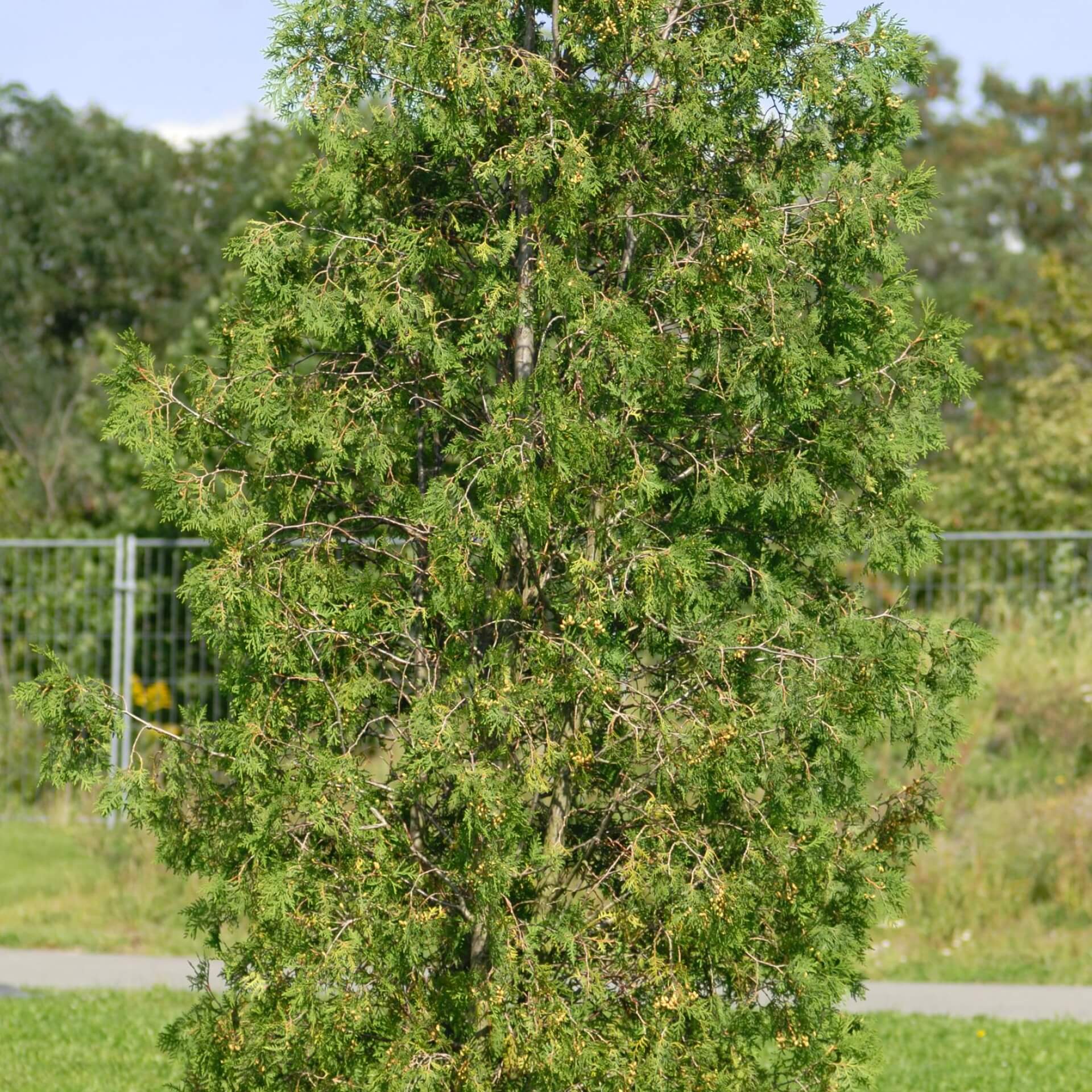 Lebensbaum (Thuja occidentalis)