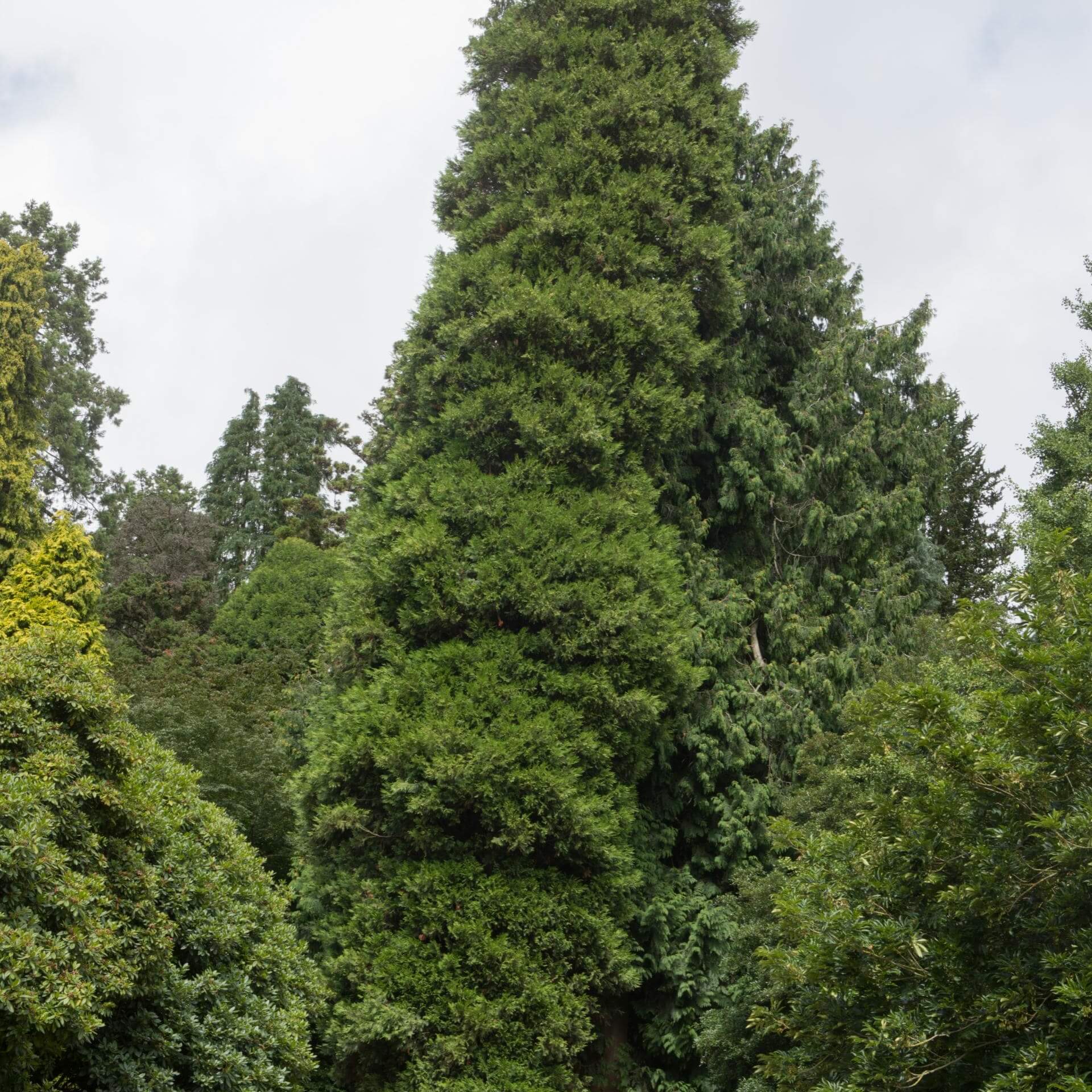 Riesen-Lebensbaum (Thuja plicata)