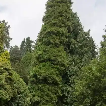 Foto von Riesen-Lebensbaum (Thuja plicata)
